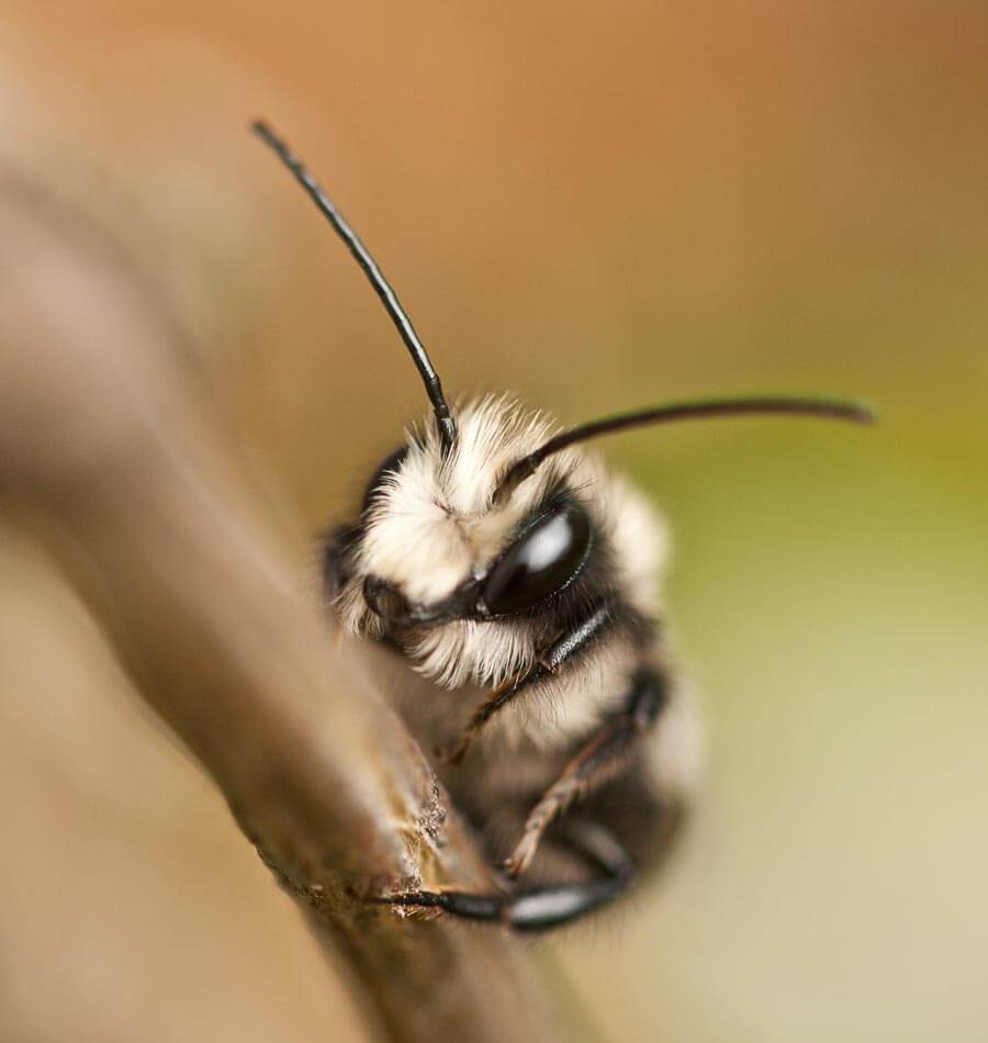 The best mason bee straws ever, and some alternatives - Honey Bee Suite