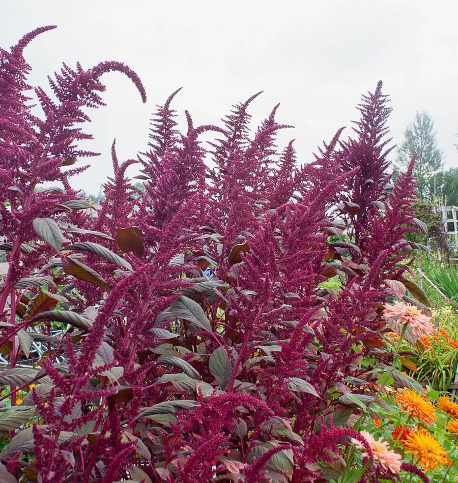 Lotus Purple Amaranth, seed amaranth plant 50+ seeds (Am 013)