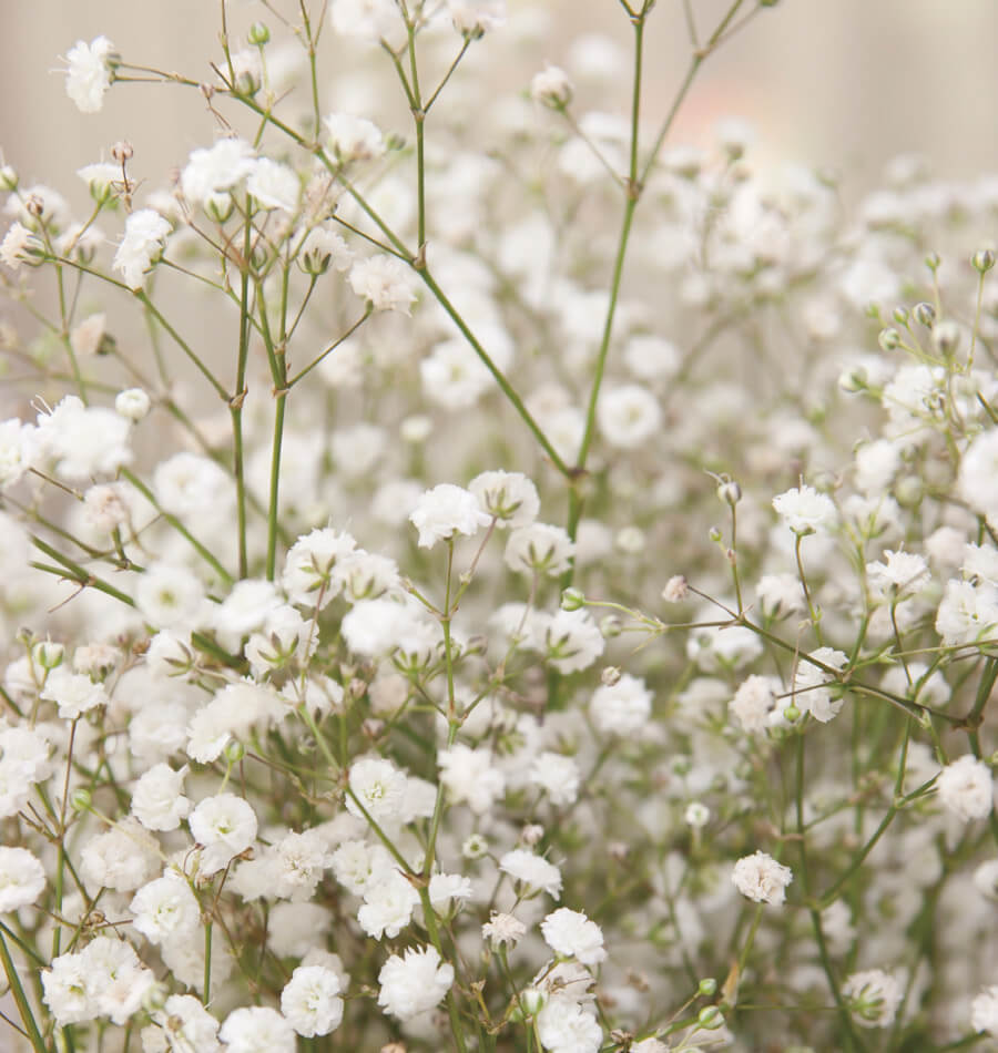 Small Wonder: Growing Baby's Breath from Seed to Floral Filler