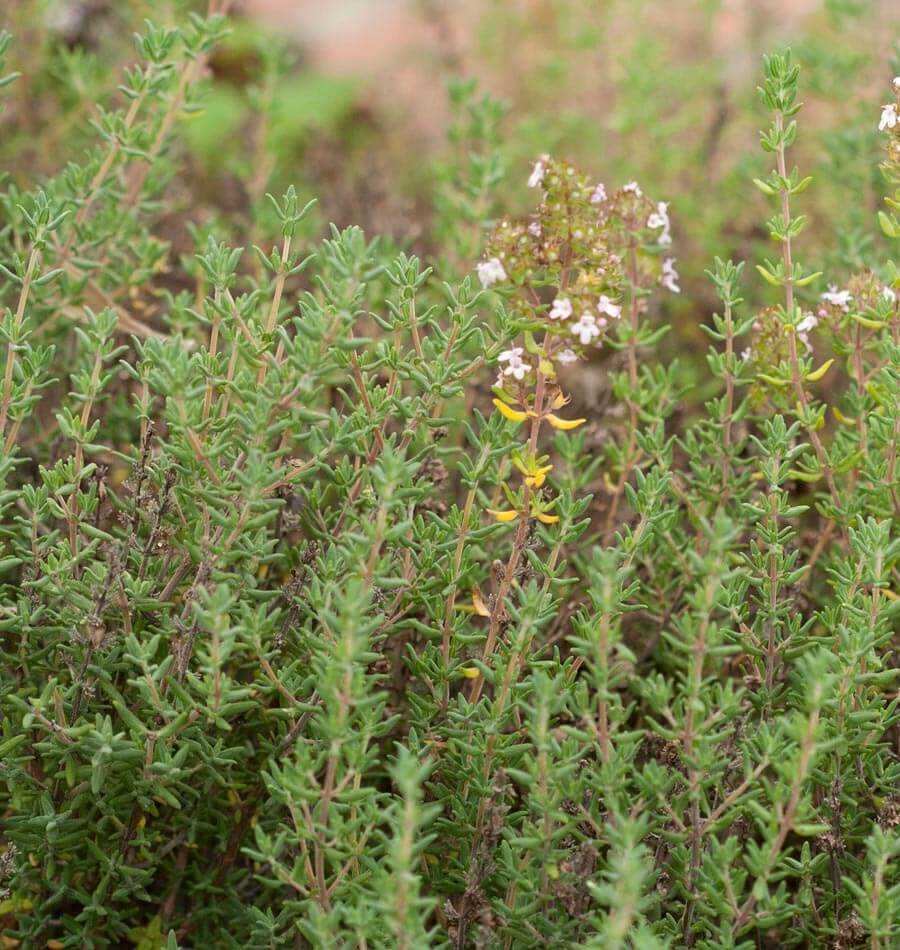 How to Grow Thyme: 4 Reasons Your Garden Needs This Essential Herb – Sow  Right Seeds