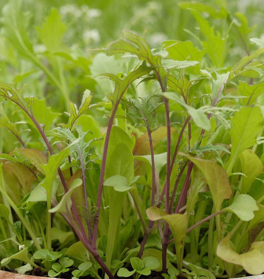  Mesclun, Mixed Salad Greens Seeds : Patio, Lawn & Garden