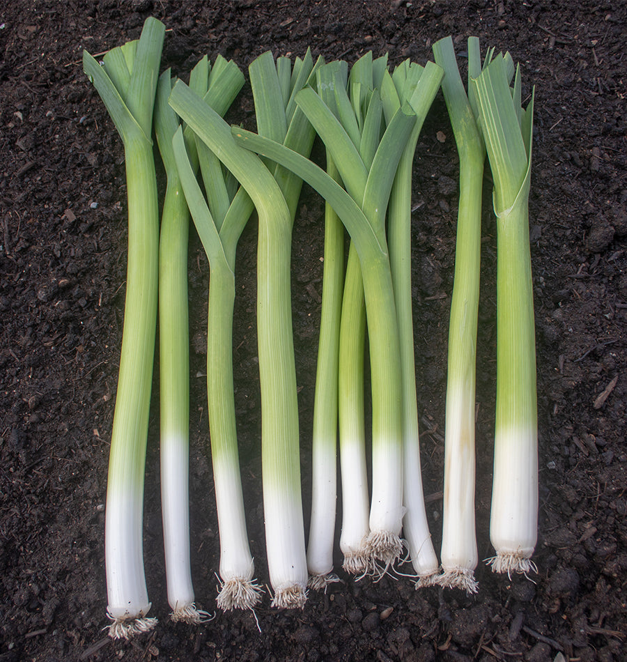 Tasting raw leek for the first time—winter vegetable, easy to grow
