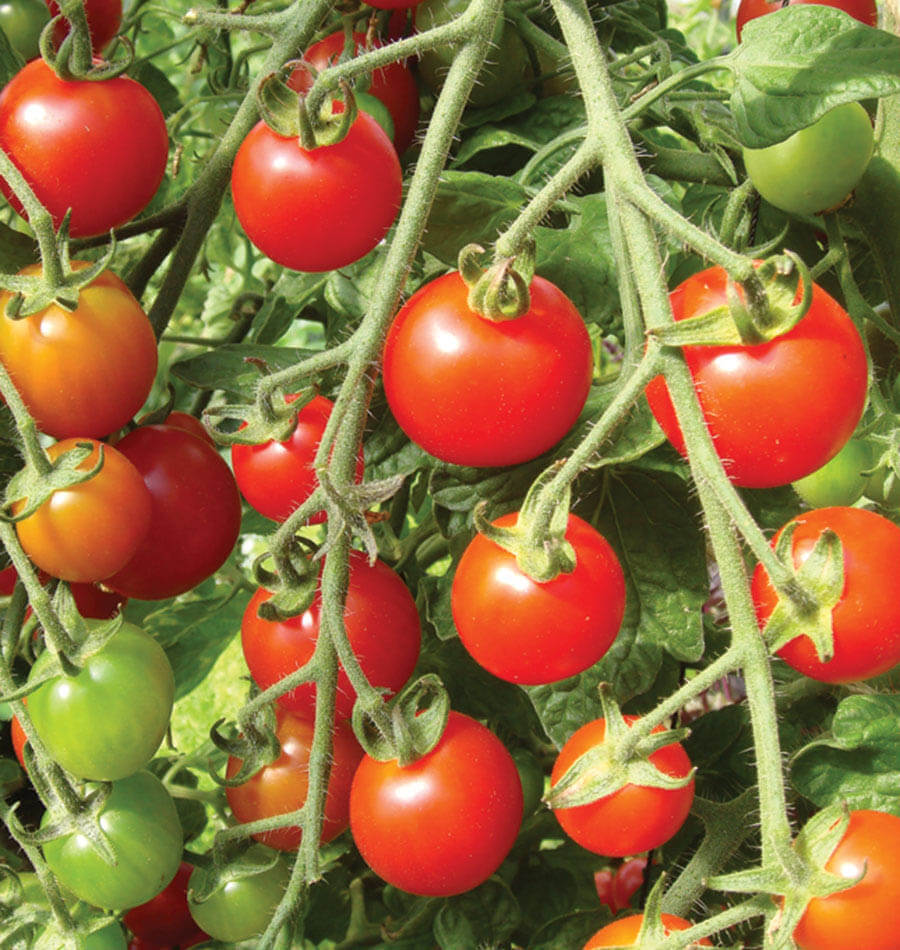 Mini Tomato Plant Pods