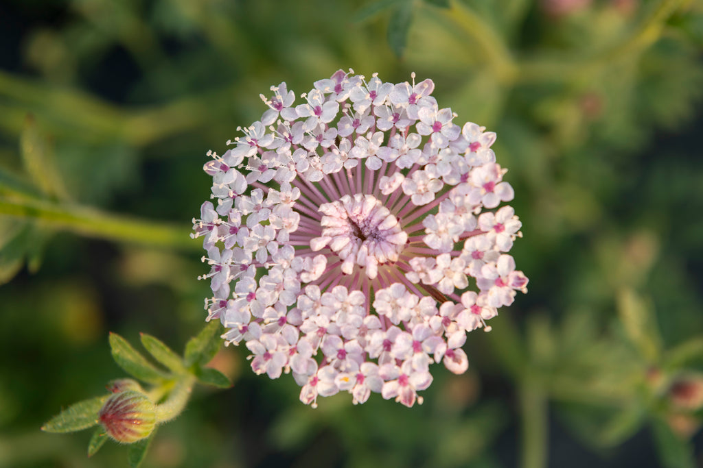 How to Grow Lace Flower – West Coast Seeds