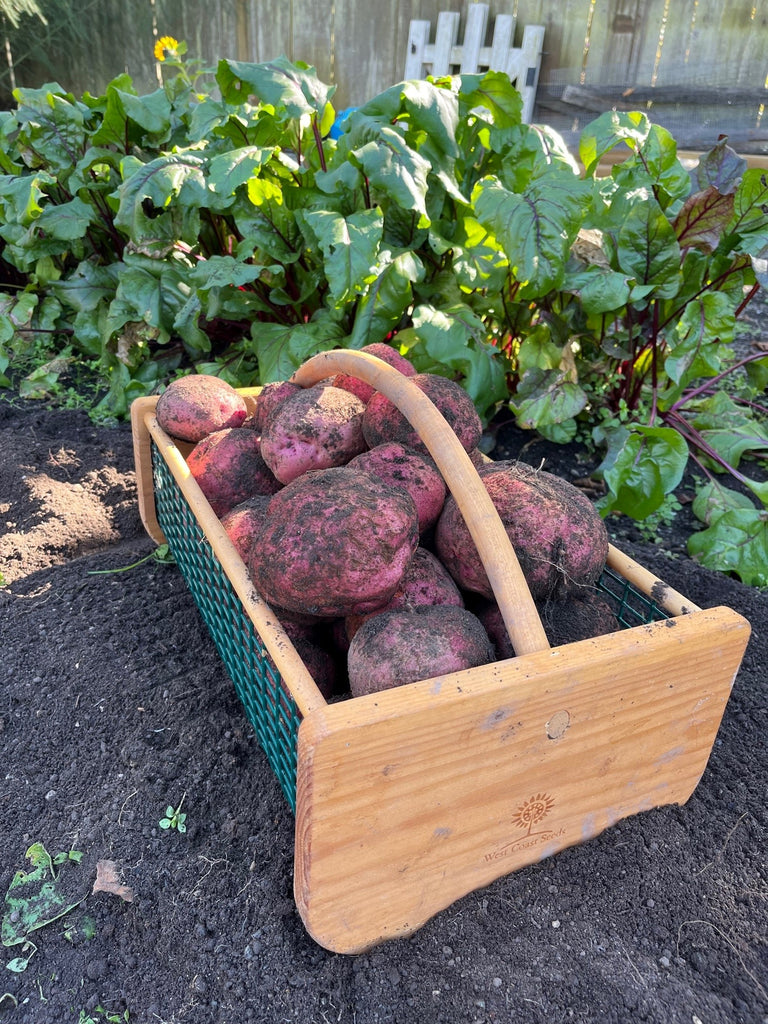 Chieftain Organic Seed Potatoes – West Coast Seeds