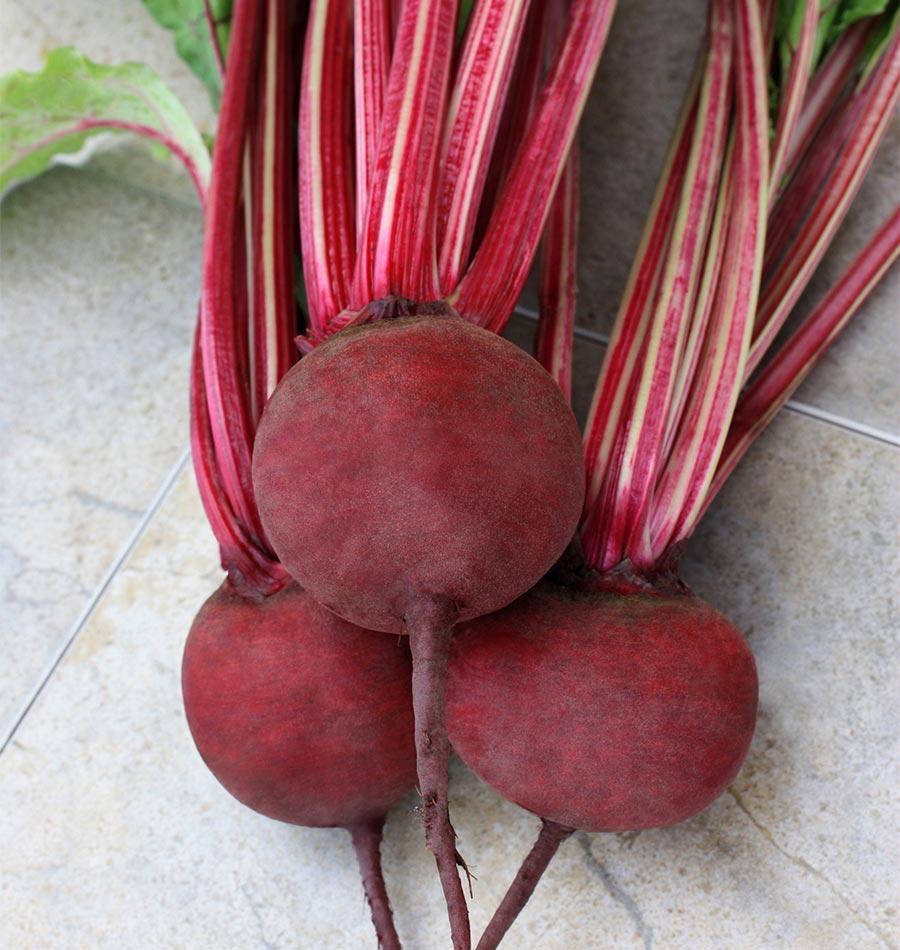 Detroit Supreme Beet Seeds – West Coast Seeds