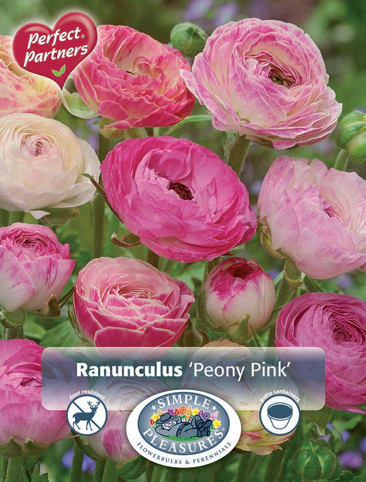 Peony Bulbs - Fluffy Pink Mix, Flower Bulbs