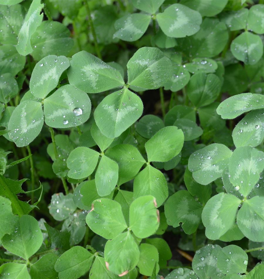 Klondike Ladino Clover Organic