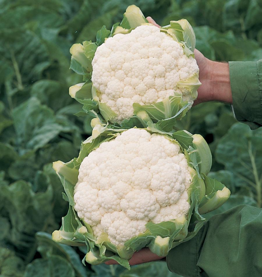 Skywalker Organic Cauliflower Seeds – West Coast Seeds