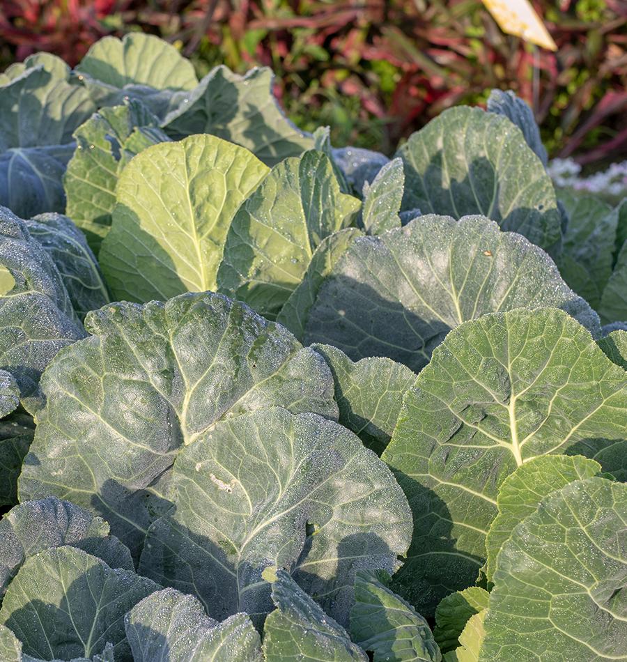 Organic Collard Greens, 1 bunch, Spade & Plow