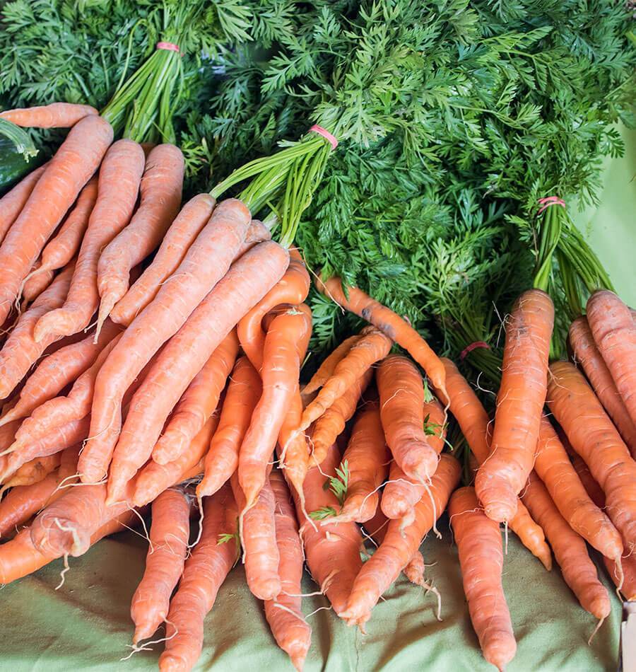 Rainbow Blend Carrot Seeds – West Coast Seeds