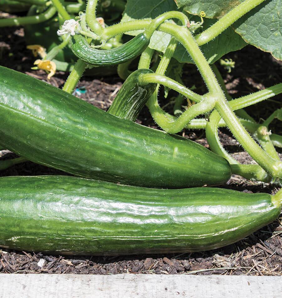 Telegraph Improved Cucumber Seeds