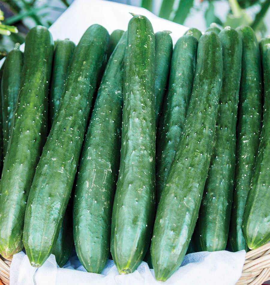 Tasty Green Cucumber Seeds