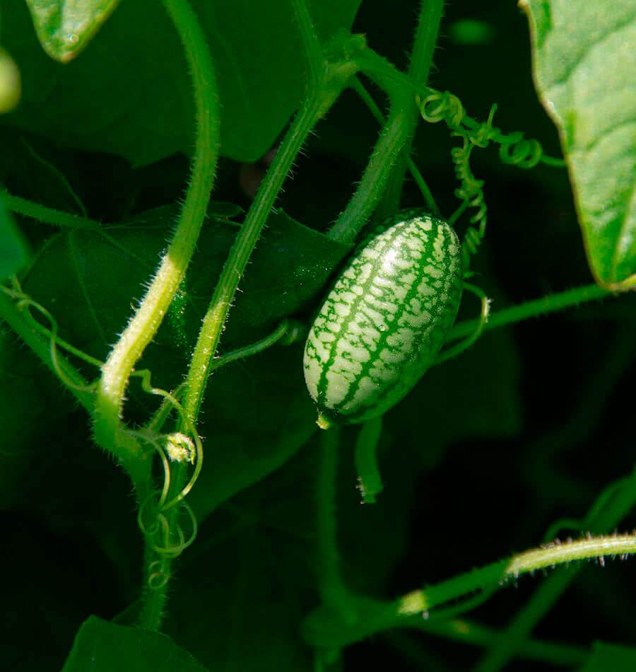Cucamelon Seeds  Mexican Sour Gherkin – West Coast Seeds
