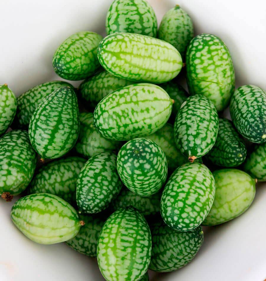 What's a Cucamelon? Top 10 Reasons to Plant Cucamelon Seeds in Your Ga -  SurvivalGardenSeeds