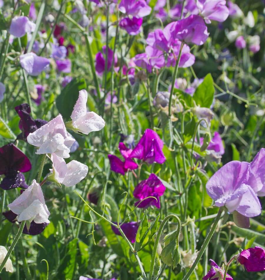 Bijou Mix Sweet Pea Flower, 25 Heirloom Flower Seeds per Packet, Botanical Name Lathyrus Odoratus, Isla's Garden Seeds