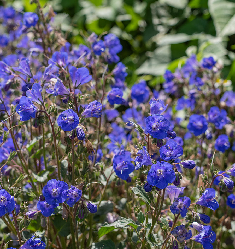 California Blue Bell Wildflower Seeds