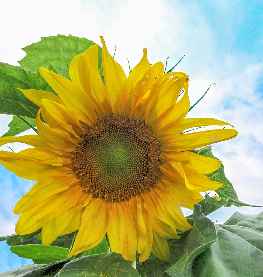 Mongolian on sale giant sunflower