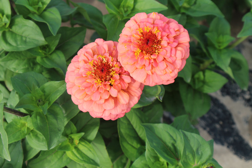 Oklahoma Salmon Zinnia Seed Packet