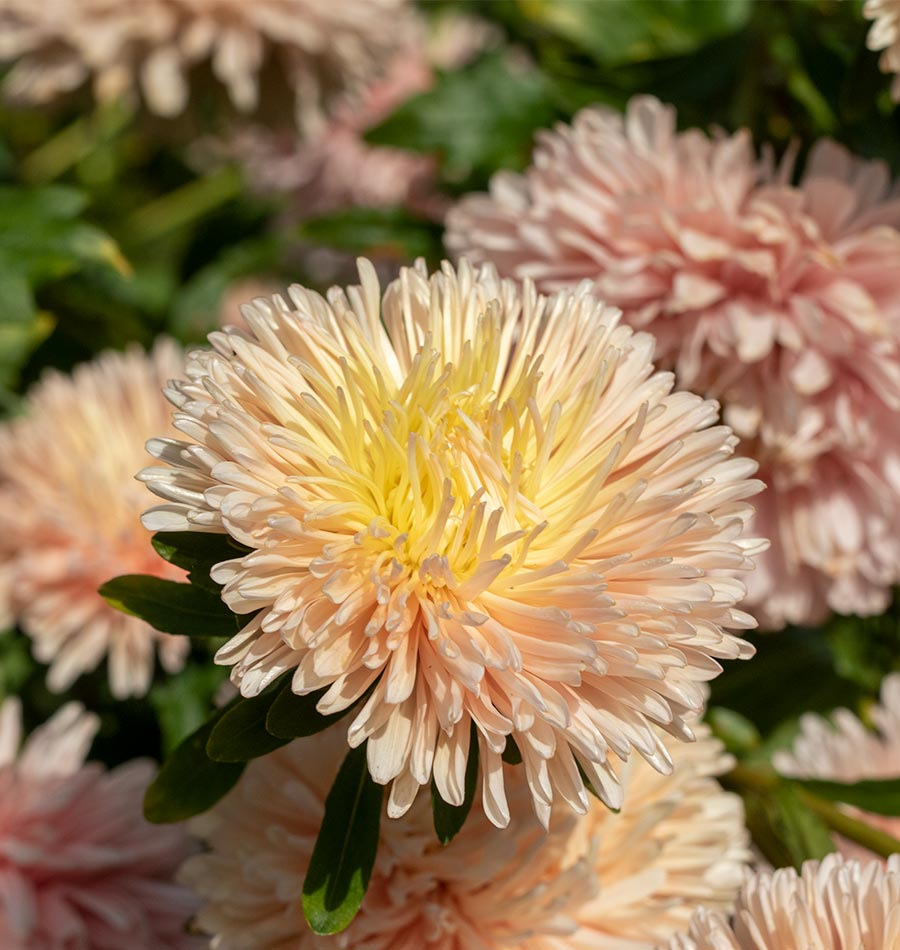 Aster, King Size Apricot – William Dam Seeds