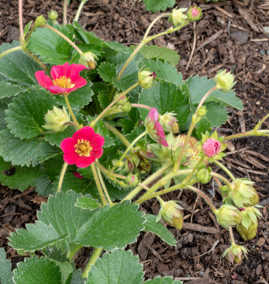 Hot Pink Berri Basket - 10 seeds