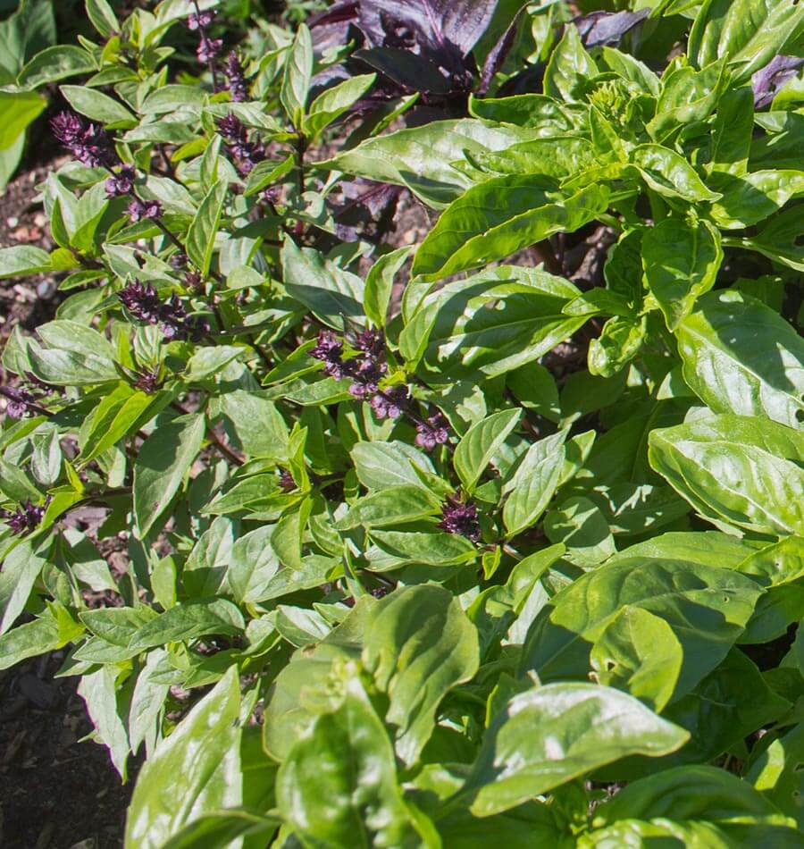 Kitchen Basil Blend West Coast Seeds