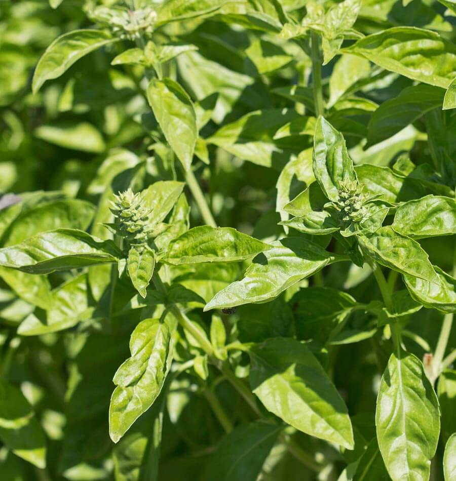 Genovese Basil Seeds West Coast Seeds