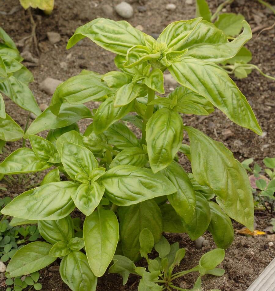 Genovese Basil Seeds West Coast Seeds