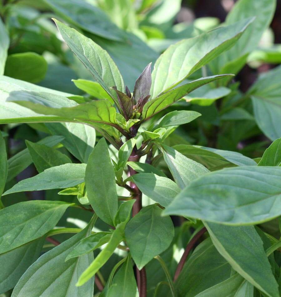 Siam Queen Thai Basil Seeds West Coast Seeds