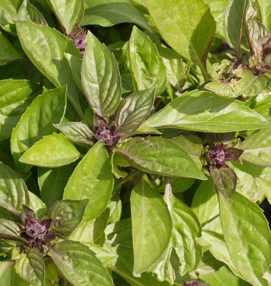 Siam Queen Thai Basil Seeds West Coast Seeds