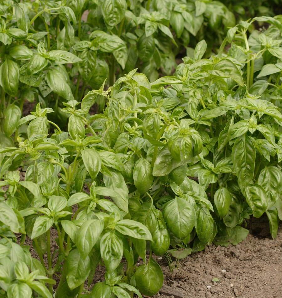 Genovese Organic Basil Seeds West Coast Seeds