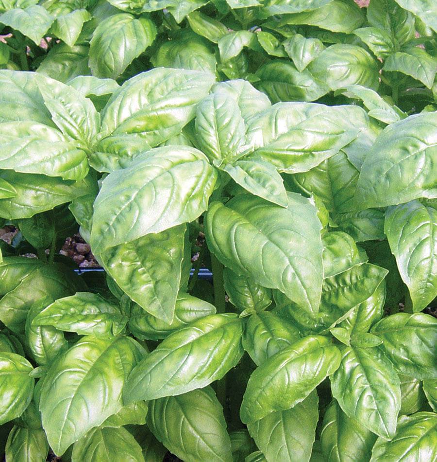 Dolly Organic Basil Seeds West Coast Seeds