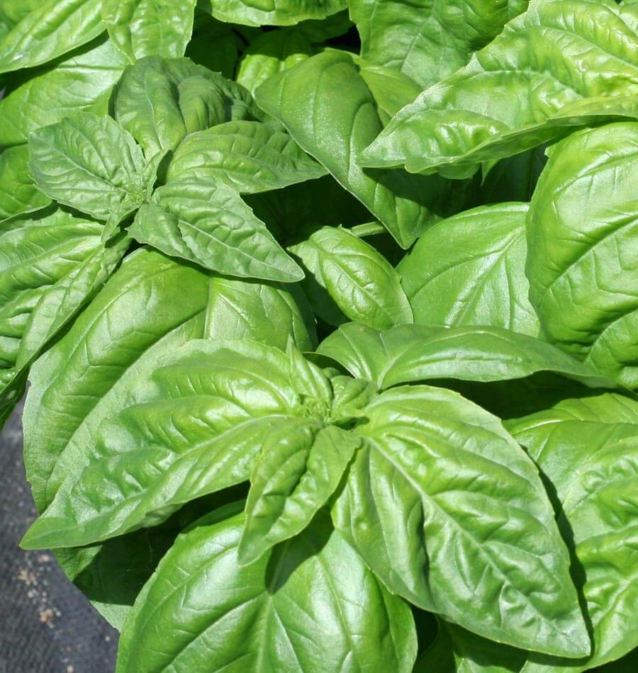 Lettuce Leaf Basil Seeds West Coast Seeds