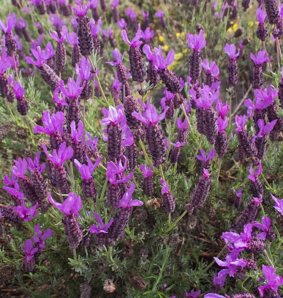 French Lavender Seeds West Coast Seeds 0679