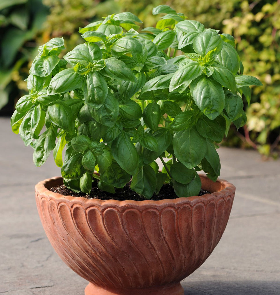 Dolce Fresca Basil Seeds West Coast Seeds