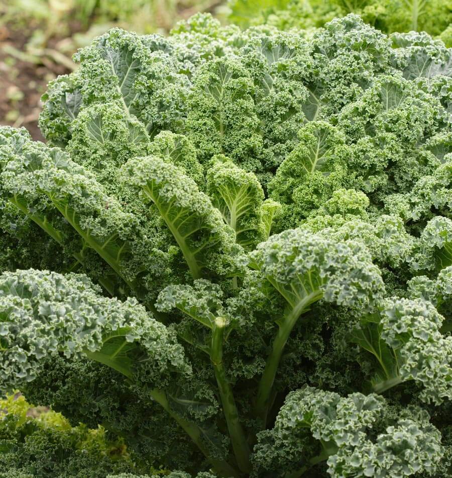 Winterbor Kale Seeds – West Coast Seeds