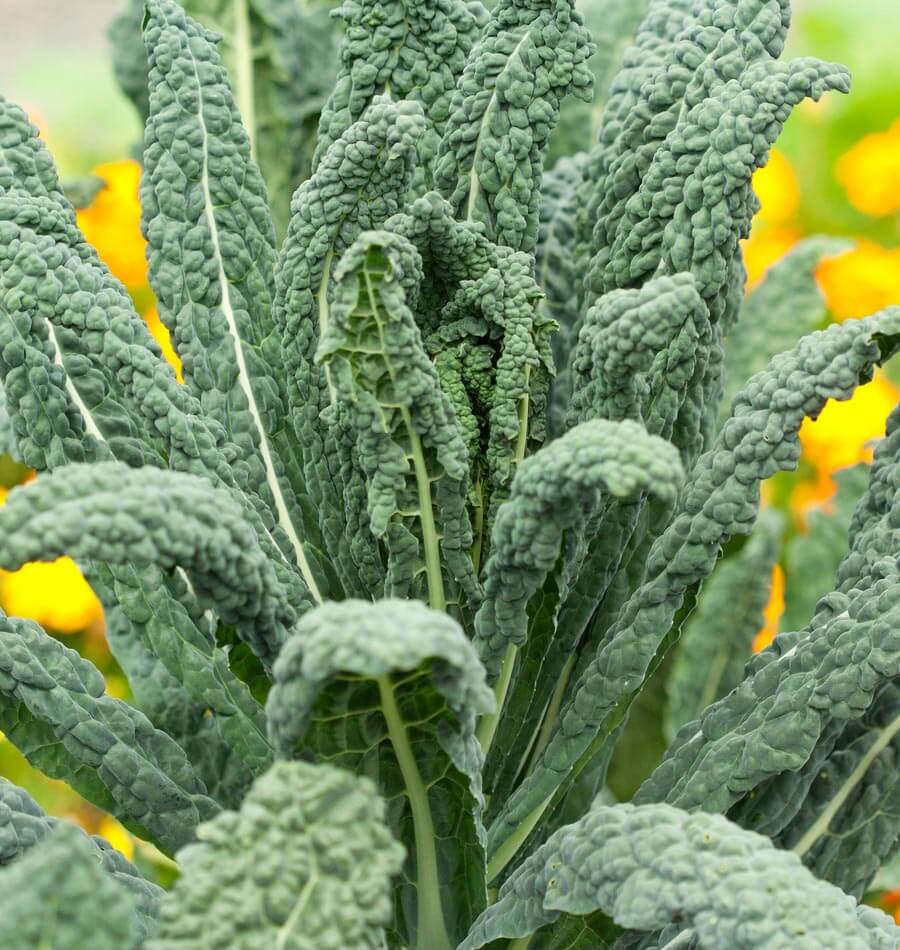 Where to Buy Kale - Lacinato Dinosaur Tuscan seeds 