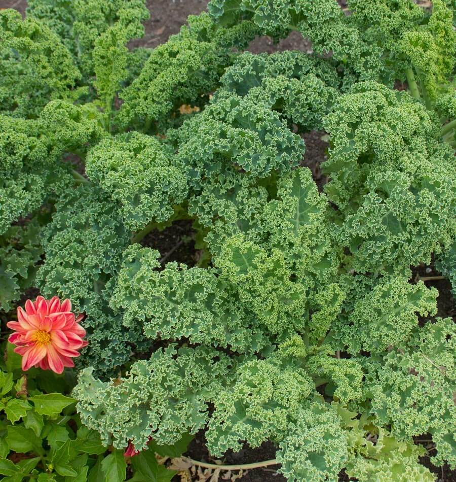 The Best Kale Varieties to Grow in an Organic Kitchen Garden • Gardenary