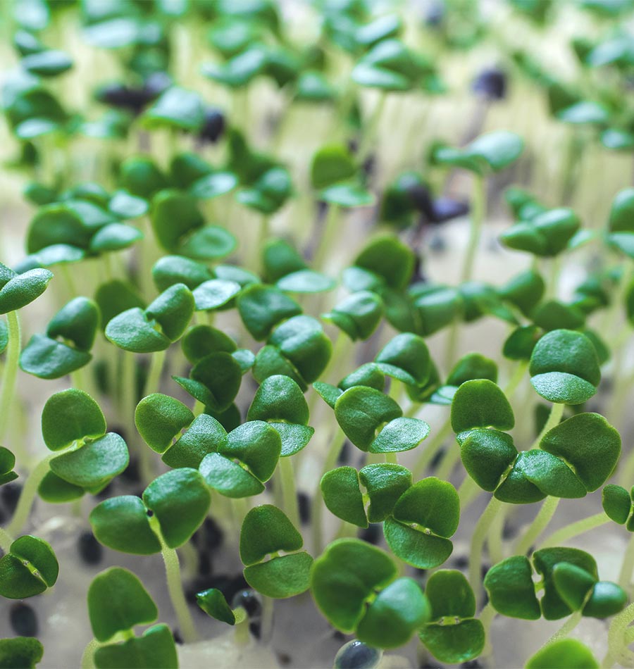 Microgreen Basil Organic West Coast Seeds