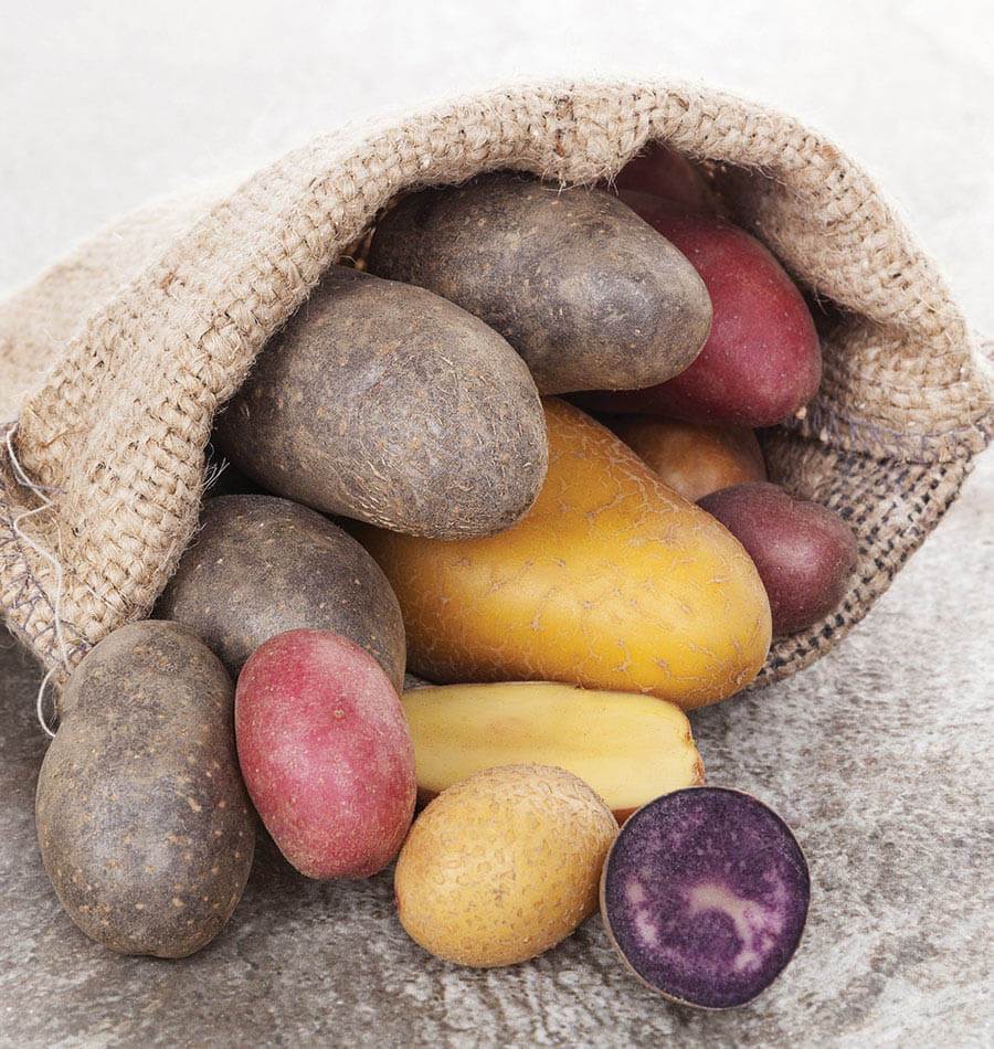 http://www.westcoastseeds.com/cdn/shop/products/PT600_Mixed-Potatoes-1_1024x1024.jpg?v=1610654061