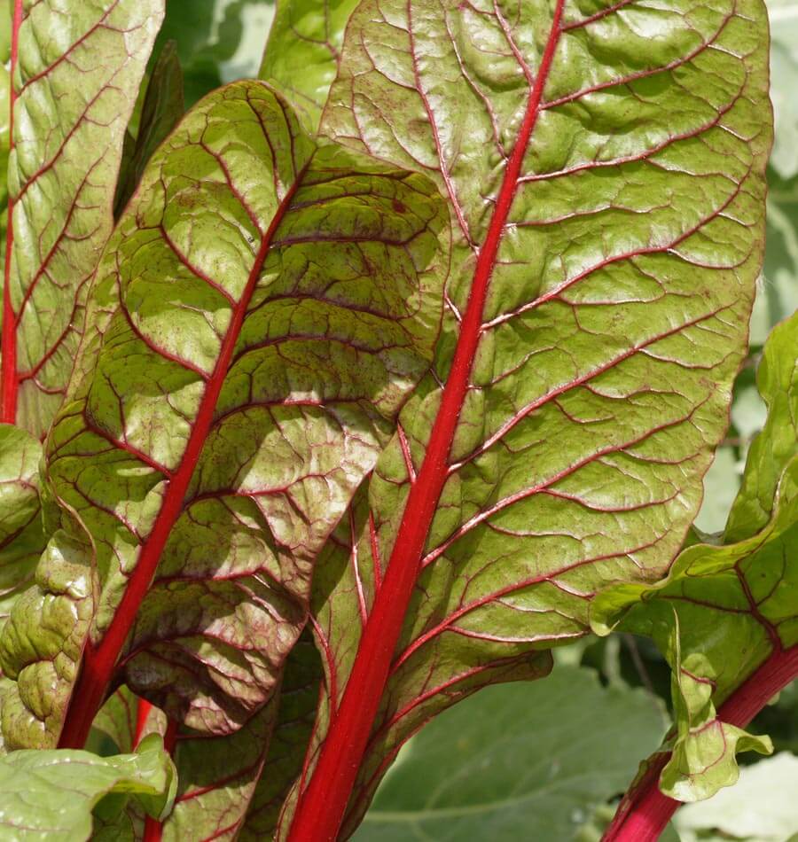 Red Rhubarb Swiss Chard (Beta vulgaris) - Annie's Heirloom Seeds