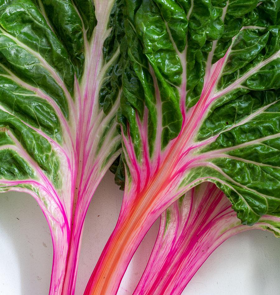 Rhubarb Chard Swiss Chard Seeds – West Coast Seeds