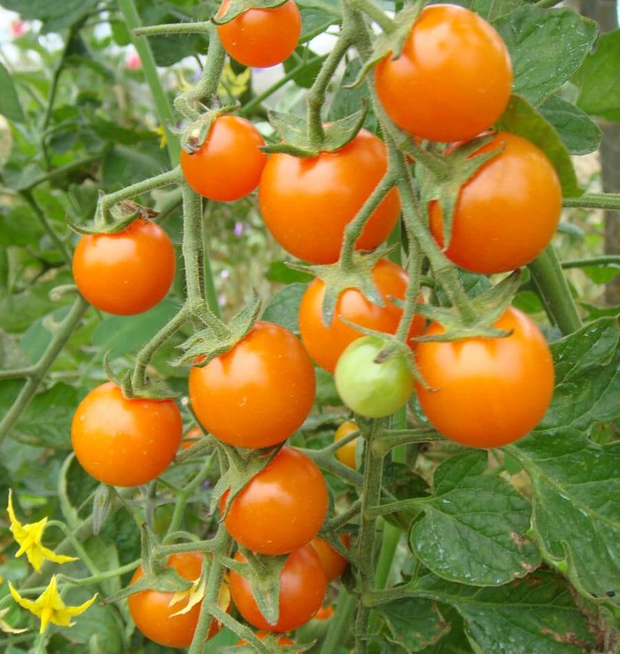sungold tomato container