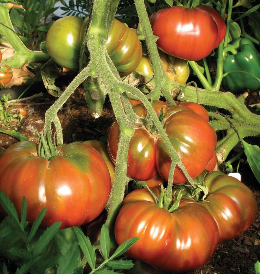 Black Krim Organic Tomato Seeds – Coast Seeds