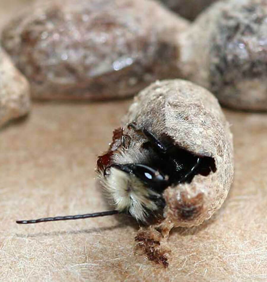 Mason Bee Cocoons