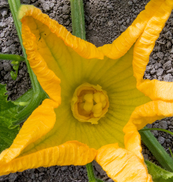 Squash Pollination