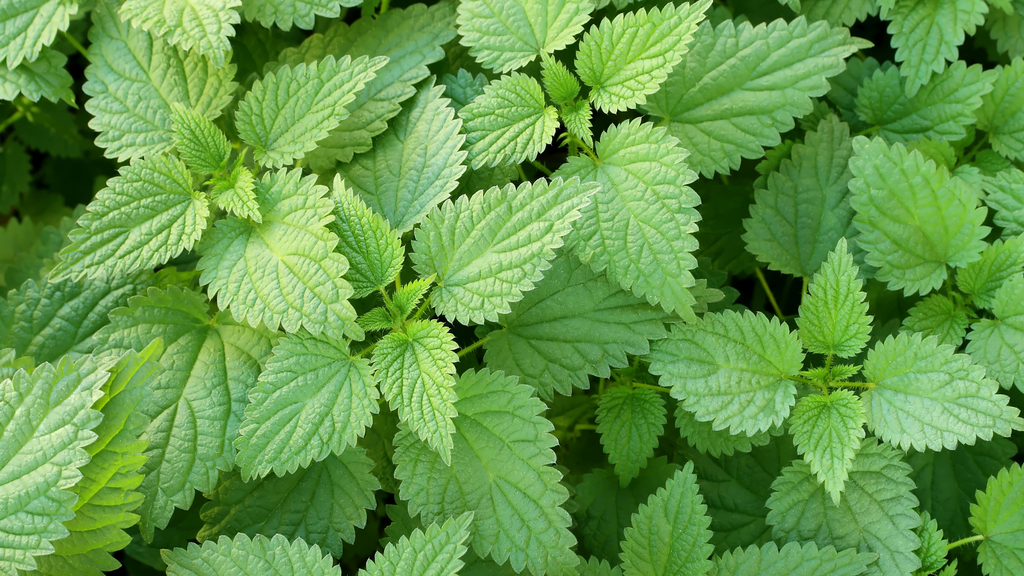 How to Grow Stinging Nettle – West Coast Seeds