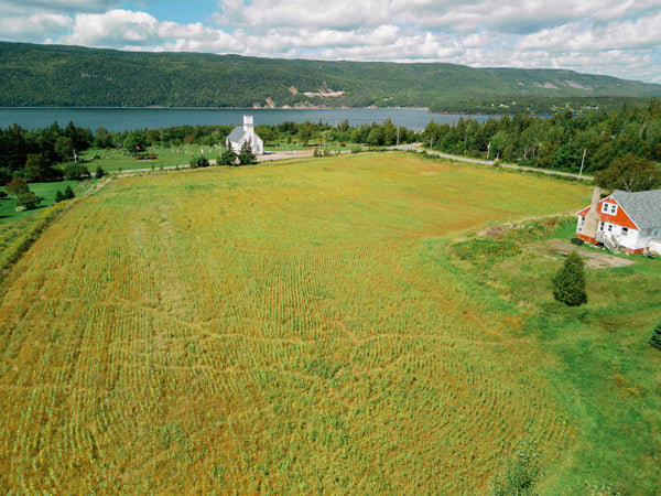 Growing a Wildflower Meadow for Change