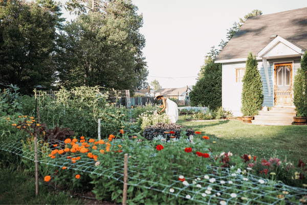 creating a cut flower garden at home blog west coast seeds