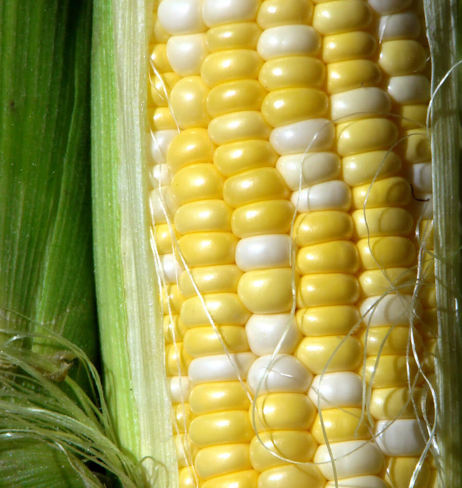 Corn